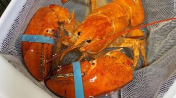 Crustáceo ganhou um novo lar em um aquário em Myrtle Beach, na Carolina do Sul, nos Estados Unidos