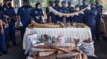 Autoridades descobriram cerca de seis toneladas de presas de marfim e outras partes animais no porto do estado de Salangor