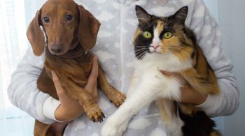 Segundo o Instituto Pet Brasil, cuidar de cachorros pode gastar até 44% do salário mínimo dos brasileiros