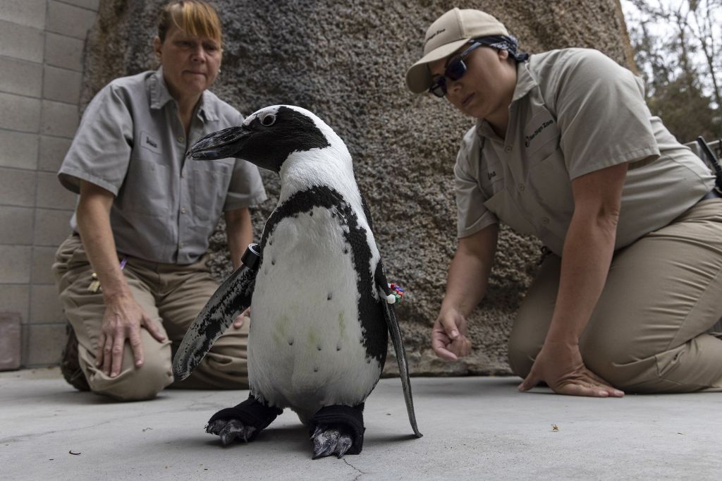 Lucas é habitante do zoológico de San Diego, na Califórnia, e possui uma condição degenerativa