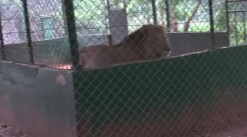 Motivo da invasão ainda é investigado pelas autoridades; esses animais são uma das principais atrações do Zoológico de Accra