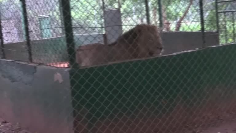 Homem é morto por leão em zoológico de Accra após entrar em recinto
