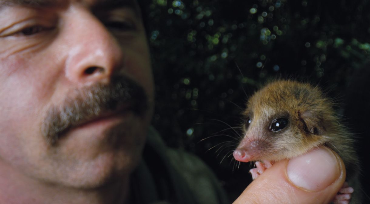 O biólogo Roberto Nespolo, da Universidade Austral do Chile, segura um monito del monte, marsupial que vive na floresta e é nativo da Patagônia, na América do Sul.