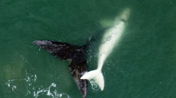 Avistamento foi o primeiro de uma baleia franca acompanhada de seu filhote durante a temporada de inverno deste ano