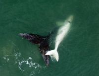 Filhote de baleia semi-albino é visto no litoral catarinense