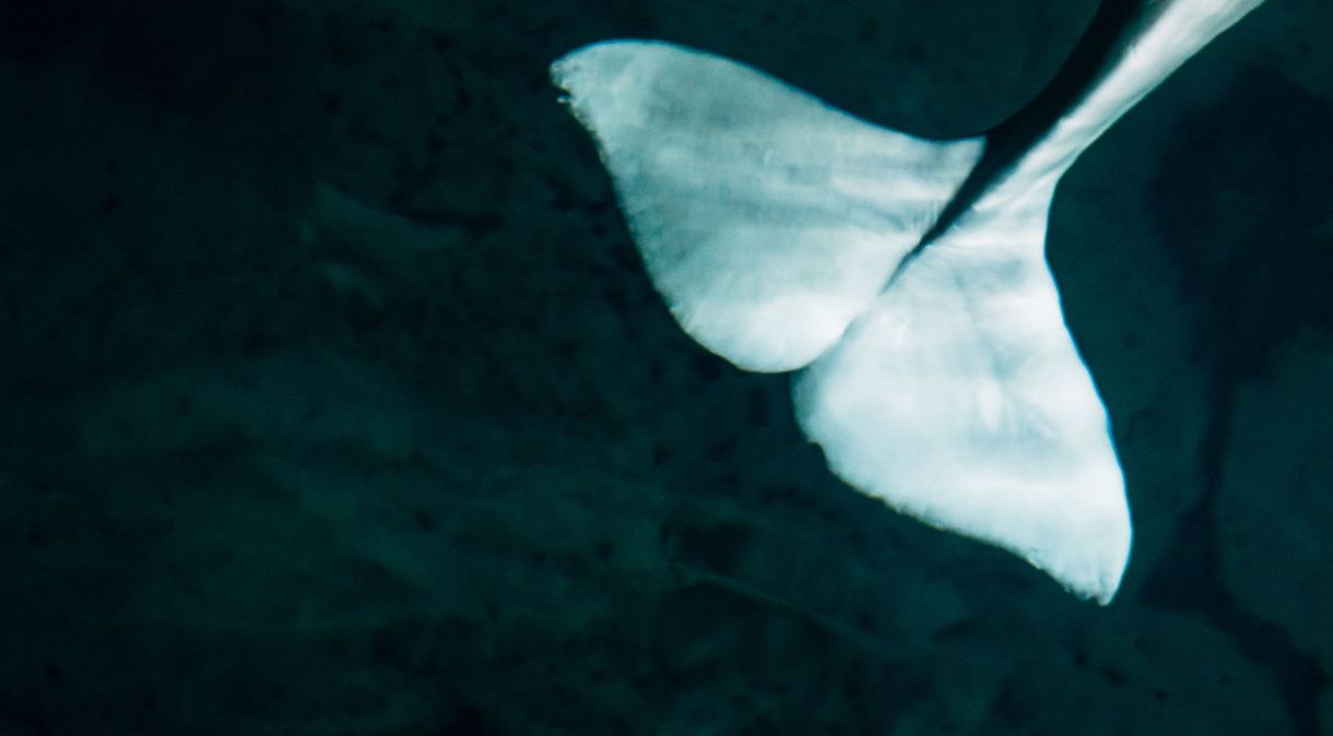 As águas frias do Ártico são mais adequadas para as baleias belugas