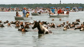 Pôneis selvagens Chincoteague vivem há séculos na Ilha Assateague, nos Estados Unidos