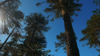 Na natureza, a araucária chilena só é encontrada nas encostas de vulcões da Patagônia e incêndios, desmatamento, extração de madeira e coleta excessiva de pinhões são risco à espécie