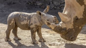 Sucesso de gravidez é sinal positivo para projeto que busca evitar a extinção dos rinocerontes brancos do sul