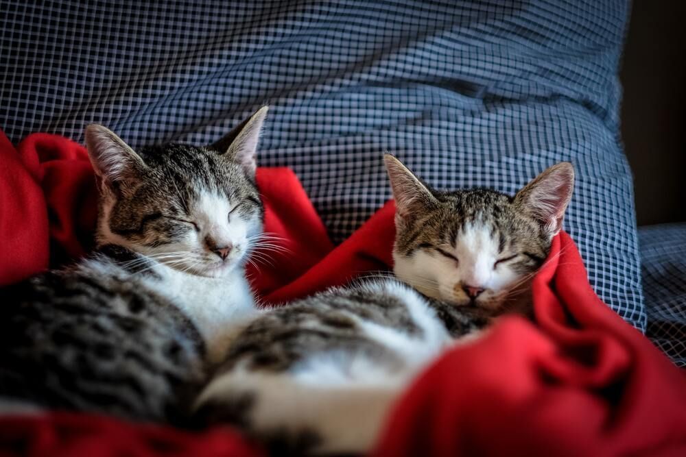 Os gatos entendem quando são chamados pelo nome?