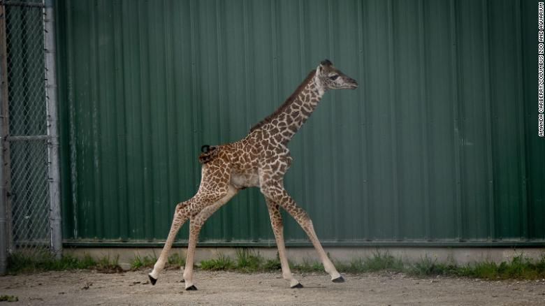 Filhote de girafa-masai nasceu em zoológico nos EUA