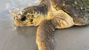 Especialistas ainda tentam entender as causas; Cerca de dois terços das tartarugas marinhas encalhadas são encontradas mortas ou fracas e abaixo do peso