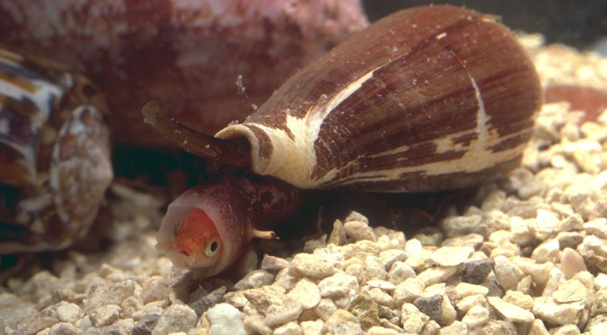 O caracol de cone usa veneno para paralisar sua pequena presa de peixe. Compostos no veneno foram desenvolvidos em um potente analgésico.