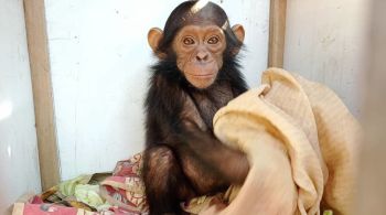 Animais foram levados de santuário na República Democrática do Congo; sequestradores alegaram ter drogado os chimpanzés e ameaçaram machucá-los