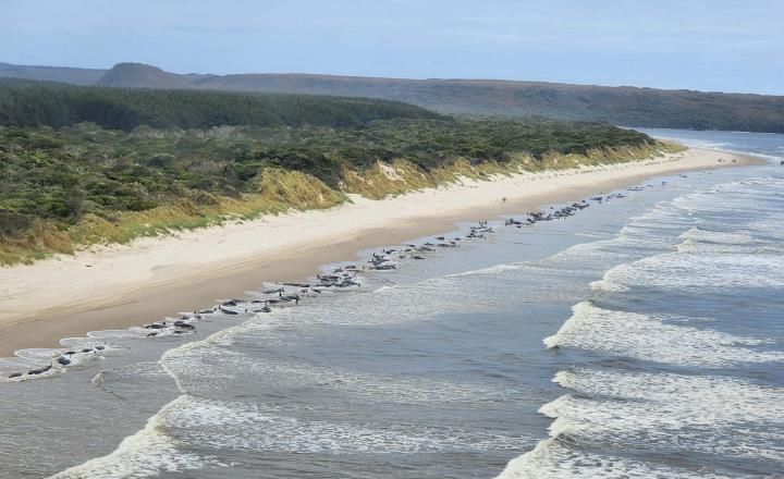 Vista aérea do encalhe de baleias em massa perto de Macquarie Heads