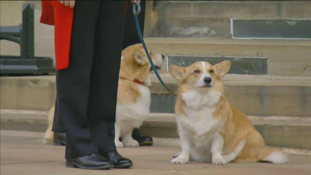 Dois corgis da rainha Elizabeth II aguardam a chegada do cortejo fúnebre da monarca ao Castelo de Windsor