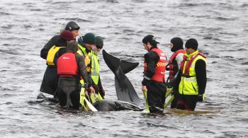 Equipes de resgate conseguiram salvar 32 baleias-piloto em um encalhe em massa nesta semana em uma parte remota da Austrália