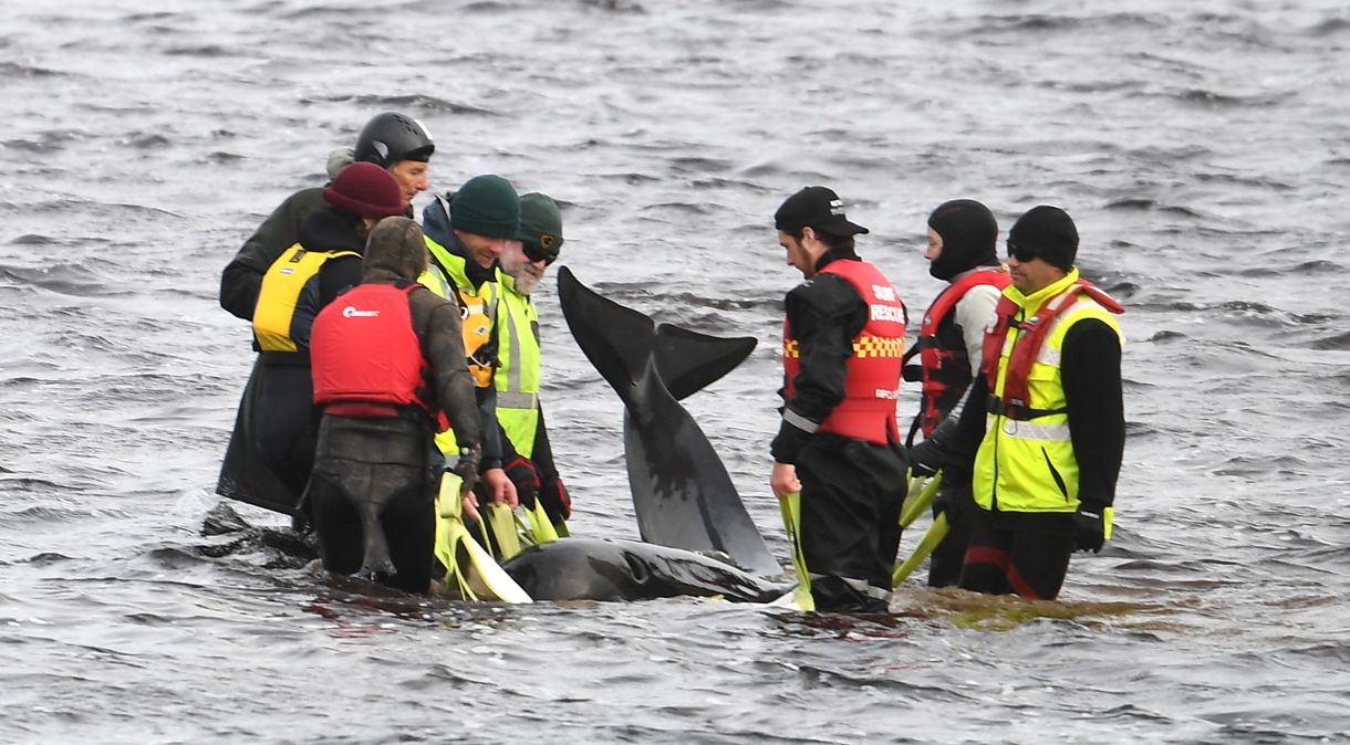 Equipes trabalham para resgatar centenas de baleias-piloto que estão encalhadas em uma barra de areia no porto de Macquarie em 23 de setembro de 2020 em Strahan, Austrália