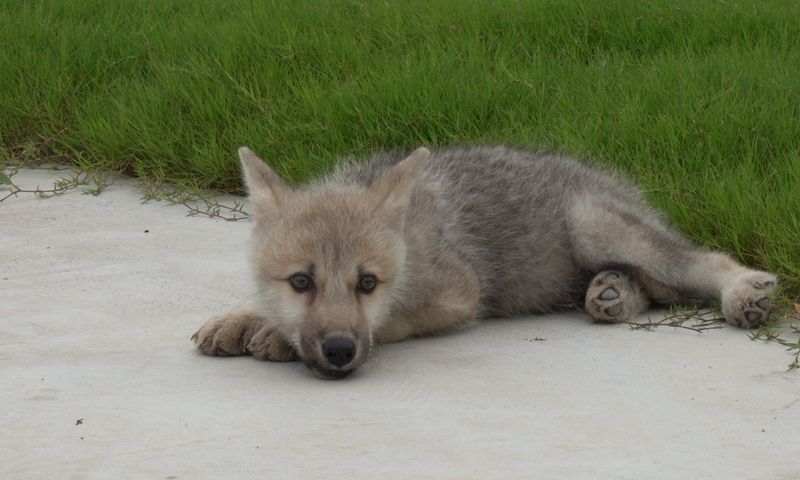 Lobo-do-ártico selvagem clonado, Maya, foi apresentado após 100 dias de seu nascimento