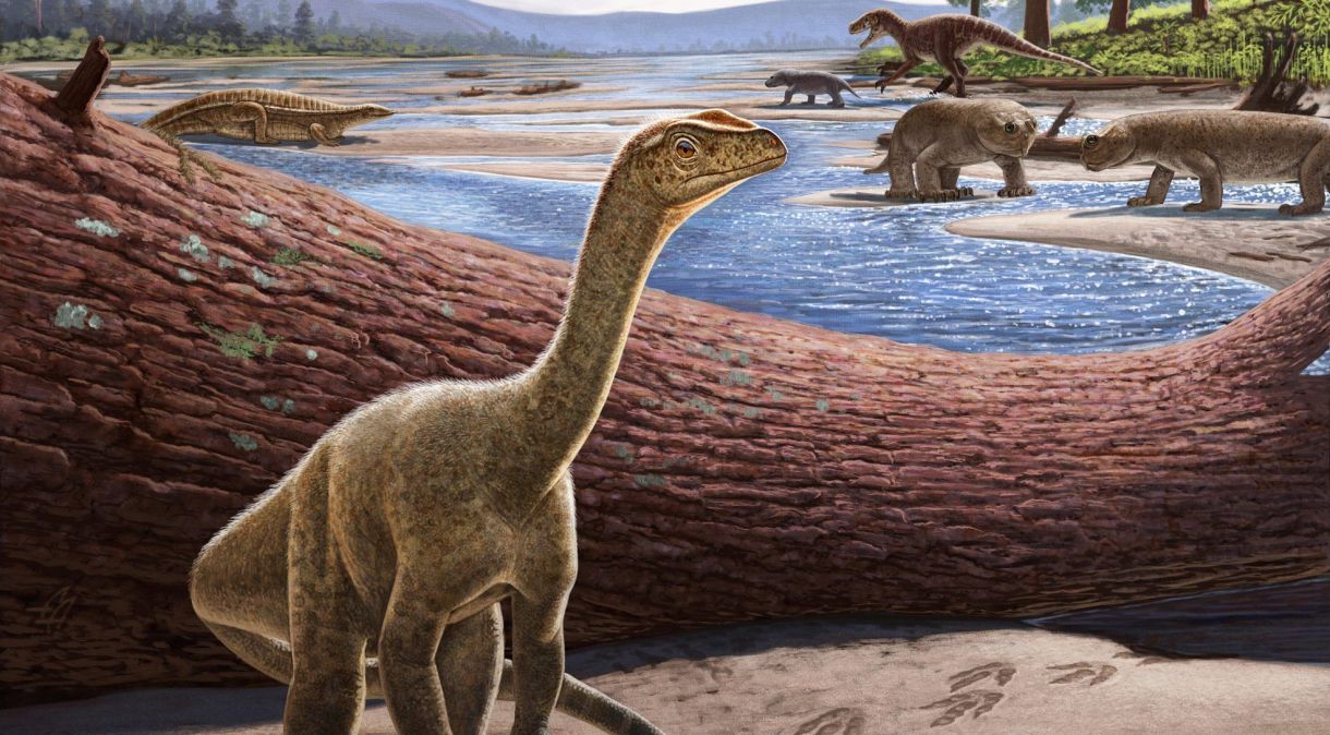 Reconstrução artística de Mbiresaurus raathi (em primeiro plano) com o resto da assembléia de animais do Zimbábue em segundo plano. Inclui dois rincossauros (à direita na frente), um aetossauro (à esquerda) e um dinossauro herrerassaurídeo perseguindo um cinodonte (à direita atrás)