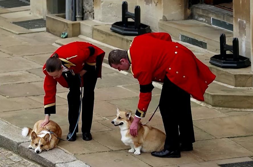 Corgis da rainha aguardam a chegada do caixão da monarca