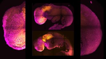 Após 10 anos de pesquisa, cientistas criaram um embrião sintético de camundongo que começou a formar órgãos sem esperma ou óvulo, diz estudo