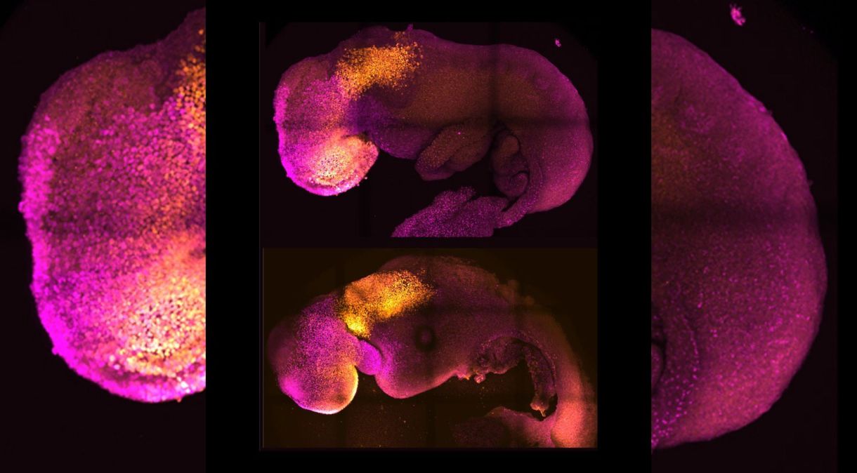 Embriões naturais (acima) e sintéticos (abaixo) mostram formação comparável do cérebro e do coração