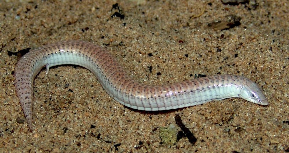 Espécie endêmica das dunas do rio São Francisco, no norte da Bahia, o lagarto Calyptommatus sinebrachiatus perdeu os membros ao longo de sua evolução