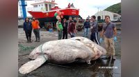 Peixe-lua de quase 3 toneladas quebra recorde de peixe ósseo mais pesado do mundo