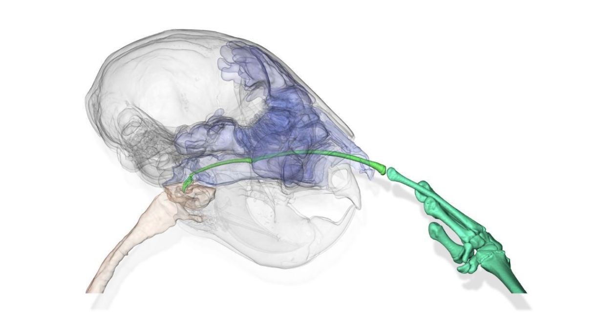 Uma tomografia computadorizada mostra um aye-aye cutucando o nariz com o dedo médio longo