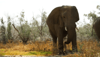 Elefantes do deserto estão encontrando amigos nas terras secas da Namíbia