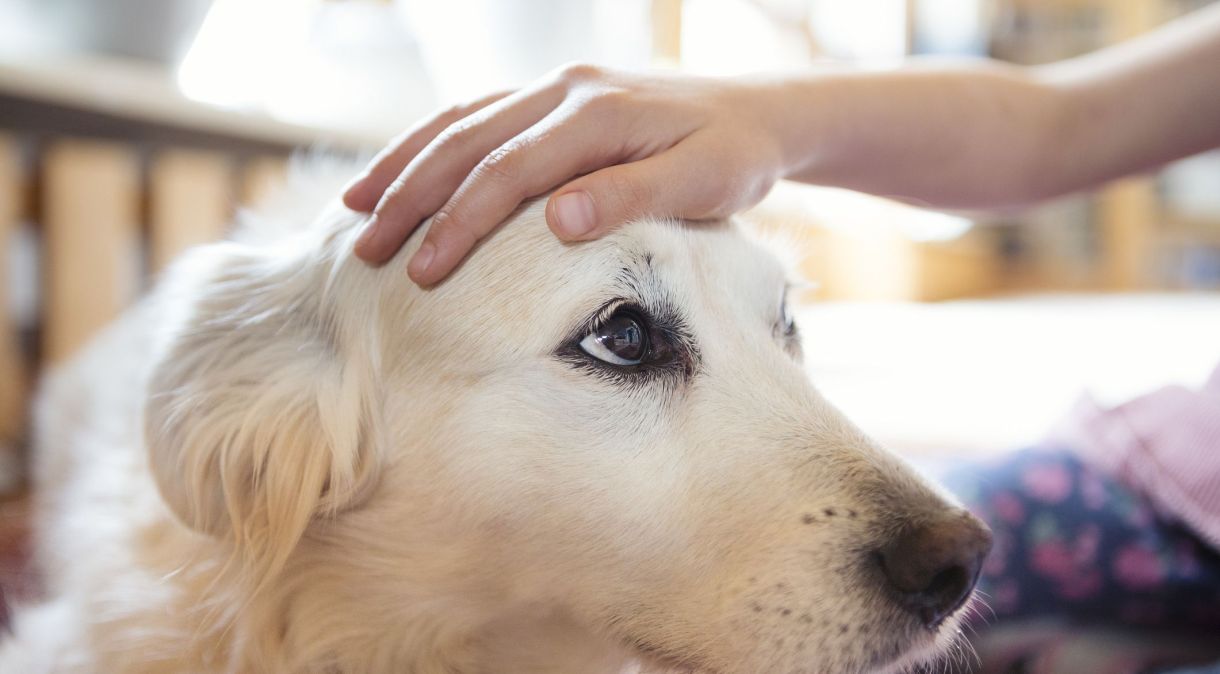 Pesquisa sobre relação humano-animal pode ajudar pessoas com déficits de motivação, atenção e funcionamento socioemocional