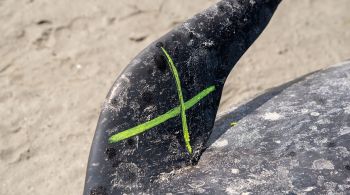 Incidente acontece poucos dias depois que 215 baleias morreram em uma praia nas proximidades da ilha de Chatham
