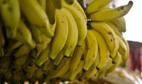 Sem receber, bananeiros do Paraguai e Bolívia suspendem exportações à Argentina