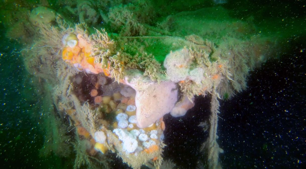 Revestimento do convés rasgado e colônias microbianas vistas nos destroços do V-1302 John Mahn, um barco de patrulha alemão que foi bombardeado durante a Segunda Guerra Mundial e afundou no Mar do Norte