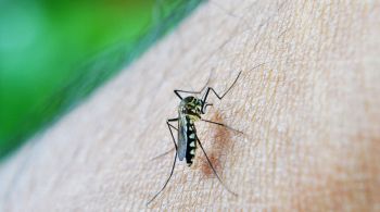 À CNN, Gúbio Soares afirmou que anos de pandemia serviram para aumentar a proliferação do mosquito Aedes aegypti 