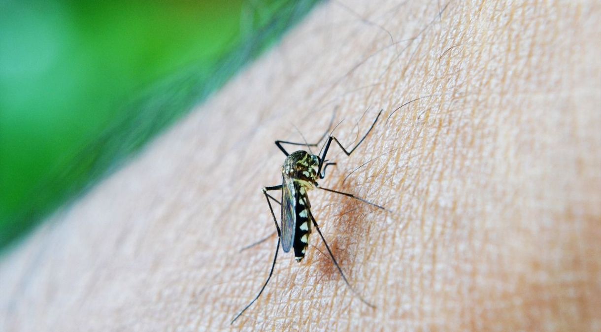 Mosquito Aedes aegypti é o transmissor da dengue