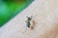 Cientistas explicam como prevenir picadas de mosquito