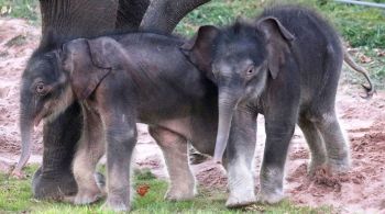 Menos de 1% dos nascimentos de elefantes são gêmeos; e quando nascem gêmeos, raramente sobrevivem.