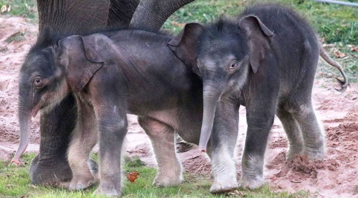 Elefantes gêmeos nascem em zoológico em Nova Iorque, efeito é considerado raro