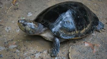 De 53 espécies observadas, 50 eram tartarugas; pesquisa não deixa claro se sons são utilizados para comunicação