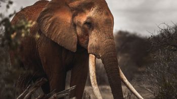 Conservacionistas afirmam que restam cerca de 25 elefantes "Super Tuskers" no mundo, estando a maioria no Parque Nacional Tsavo East, no Quênia 