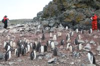 Fiocruz identifica gripe aviária em pinguins na Antártica; vírus não circula no Brasil