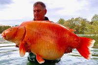 Pescador captura peixe dourado de 30 quilos