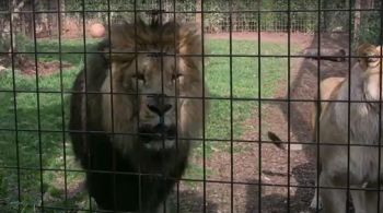 Hóspedes do programa de pernoite do zoológico foram direcionados para a segurança; leões retornaram ao local de origem e não houve registro de feridos