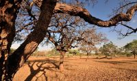 Desmatamento no Cerrado aumenta quase 20% em 2022, segundo relatório de instituto