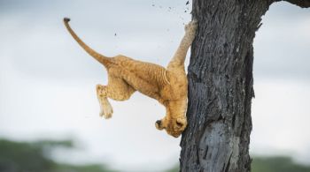Neste ano, o Comedy Wildlife Photography Awards 2022 premiou uma imagem de um filhote de leão de 3 meses caindo de uma árvore