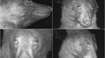 Urso preto tirou 400 selfies em câmera de monitoramento de vida selvagem na cidade de Boulder, em Colorado