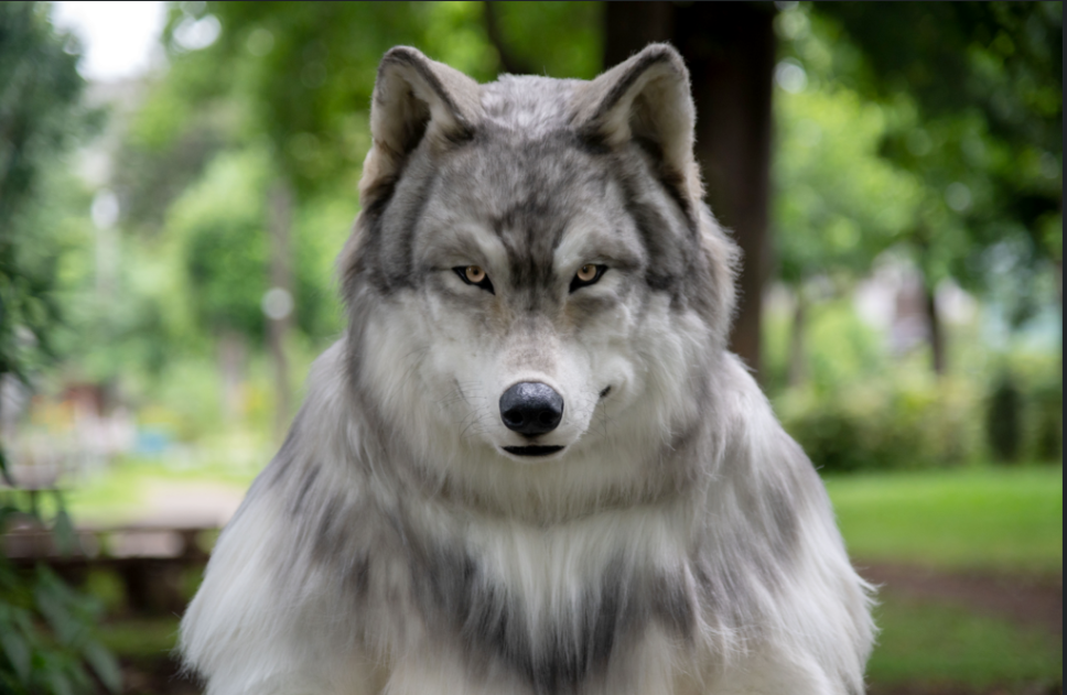 Homem gasta R$ 120 mil em fantasia de Lobo