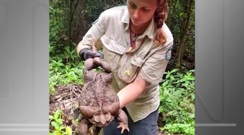Apelidado de "Toadzilla", anfíbio foi encontrado no Parque Nacional de Conway, em Queensland, e pesa cerca de 2,7 quilos